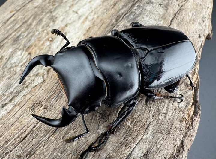 《インドグランディスオオクワ 54mm ♂単》