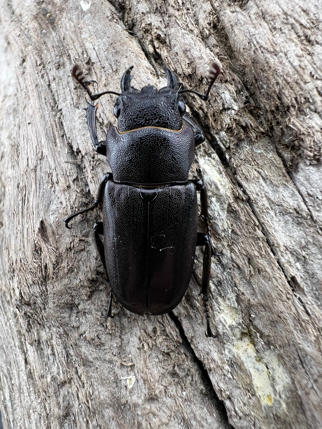 【美麗】《メタリフェルホソアカクワガタ 83mm ペア》セルヴォラン氏ブリード個体