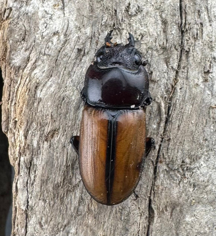 【WD】《ブルイジンノコギリ ペレン島産 37mm A’品ペア》