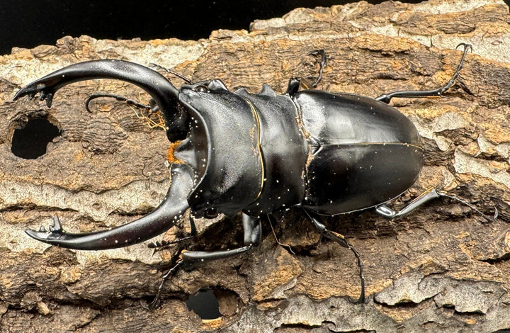 【WD】大型長歯《アルケスツヤクワガタ 89mm ペア》