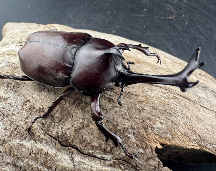 【WD】大型《国産カブトムシ 八王子市産 Free ペア》