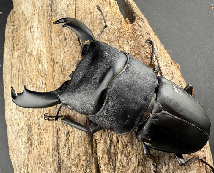 【WD】《西ペレンヒラタ（スラウェシオオヒラタ） 90mm ペア》