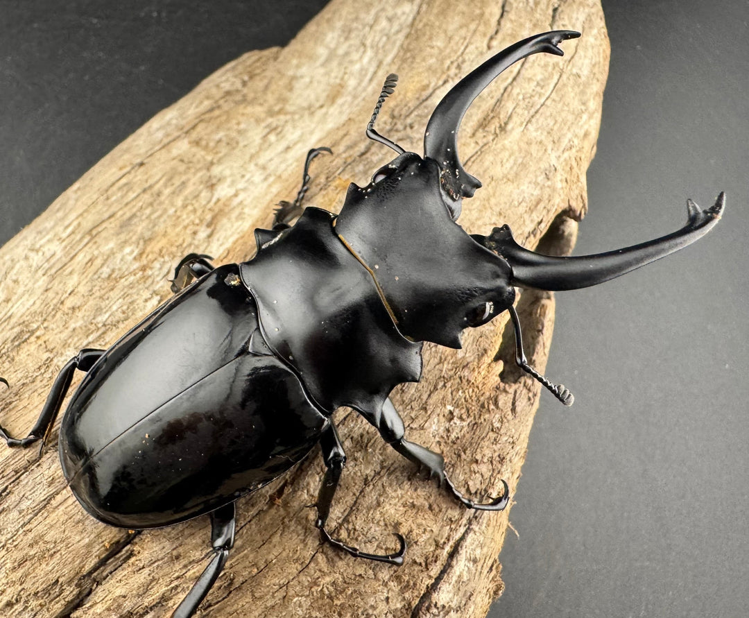 【WD】《ダールマンツヤクワガタ亜種セレベンシス 81.5mm ペア》