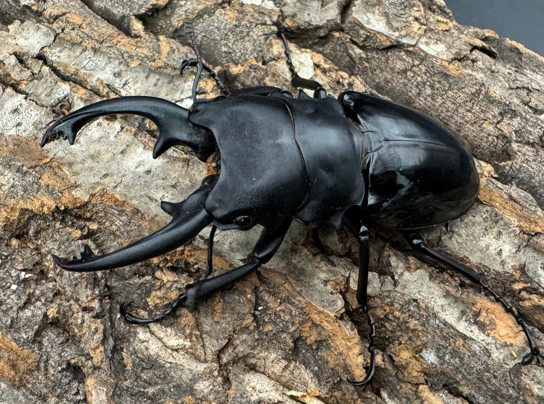 【WD】《インターメディアツヤクワガタ 86mm ペア》