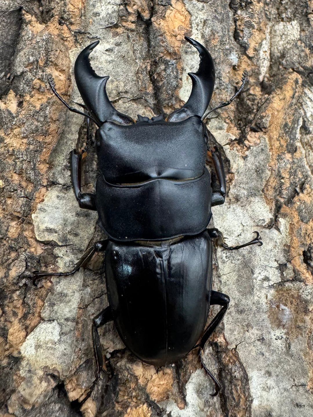 【WF3】《サキシマヒラタクワガタ 61mm ペア》