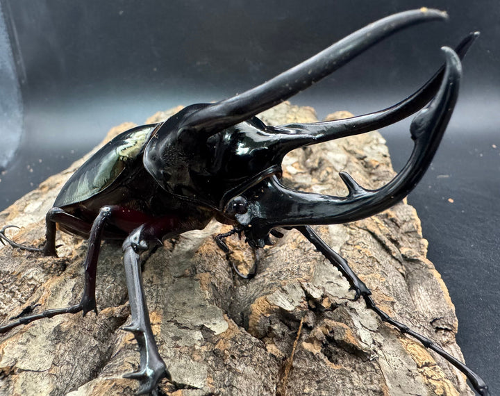 【WD】《ジャワコーカサスオオカブト 109mm ペア》