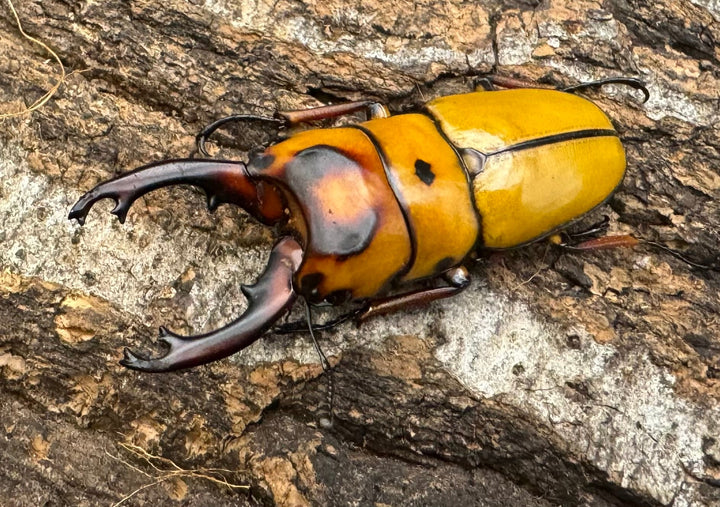 【WD】《ミンダナオ産オキピタリスノコギリ 44.5mm ペア》