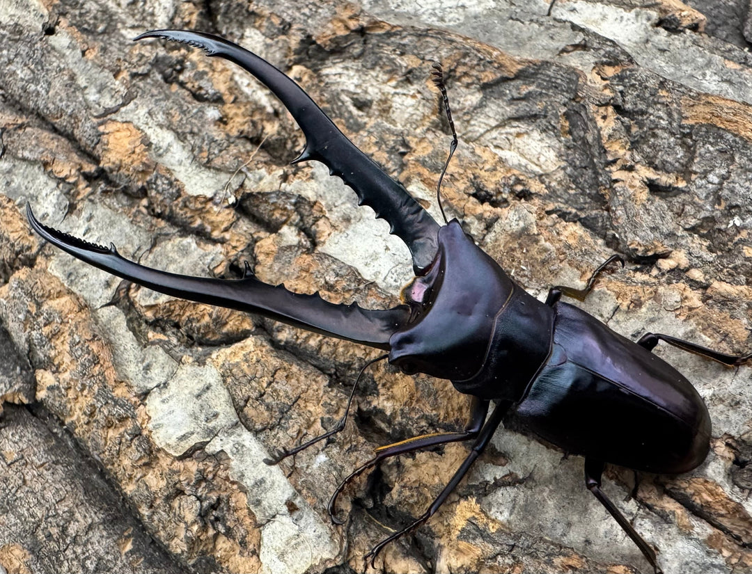 【美麗】《メタリフェルホソアカ 76mm ペア》わたくわ氏ブリード個体