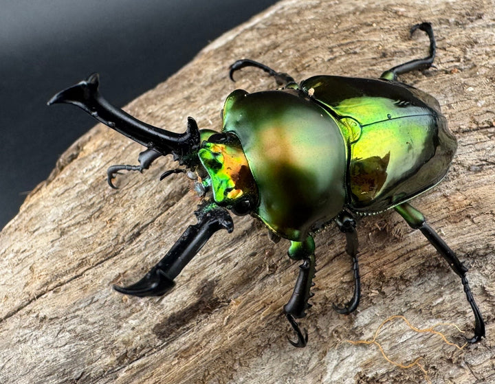 《ニジイロクワガタ 53mm ペア》