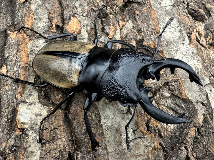 【WD】《ルデキンツヤクワガタ 70.5mm ペア》