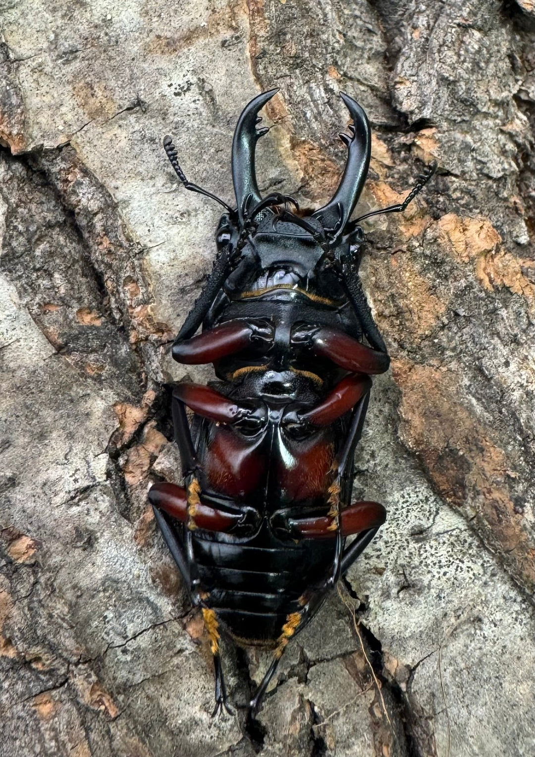 【WD】《アカアシクワガタ亜種chenpengi 遼寧省産 36mm ♂♀♀トリオ》