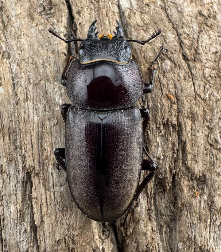 《ミシマコクワガタ 硫黄島産 44.5mm ♂♀♀トリオ》