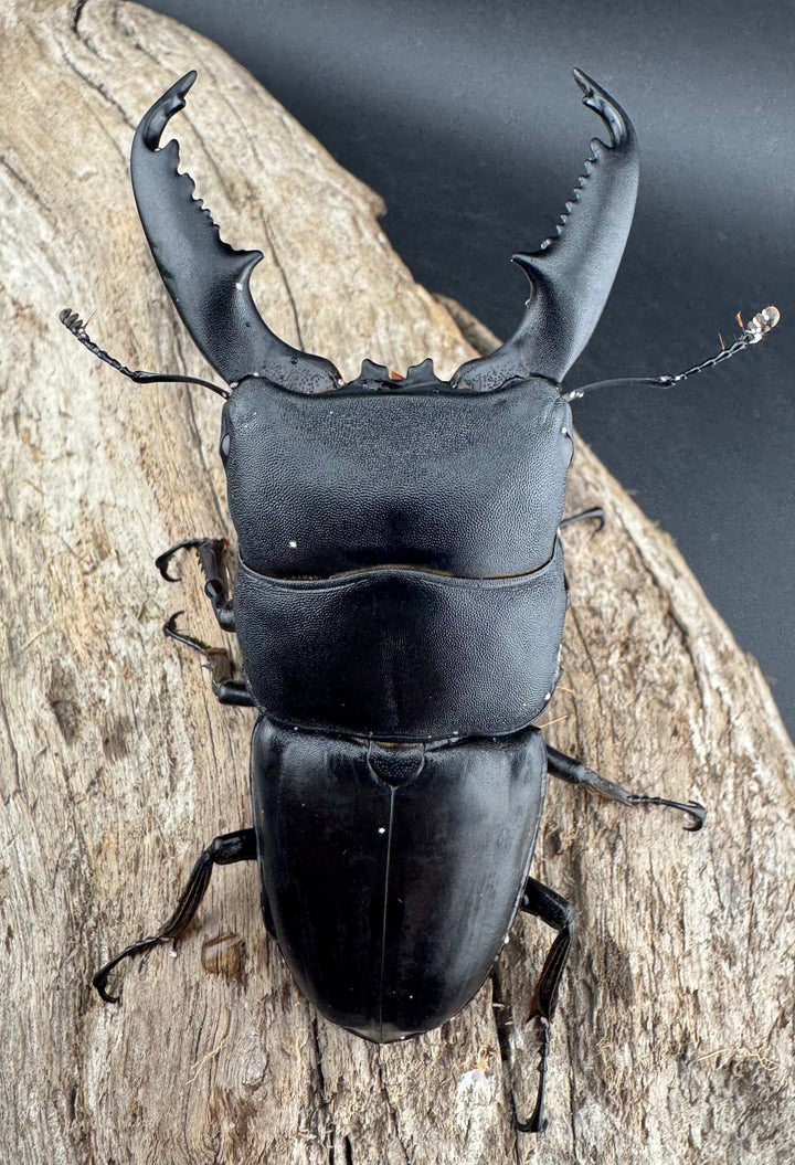 【WD】《ミンダナオヒラタ マラグサン産 86mm ペア》