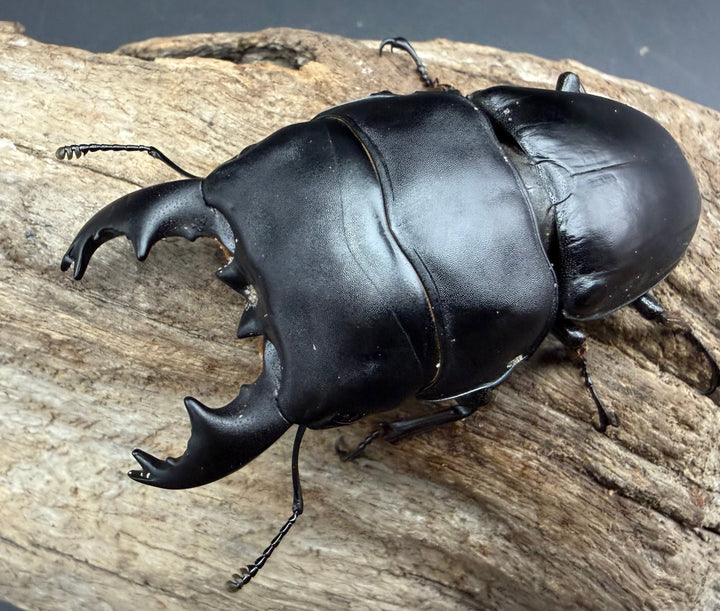 【WD】《アルキデスヒラタ アチェ産 78.5mm ペア》