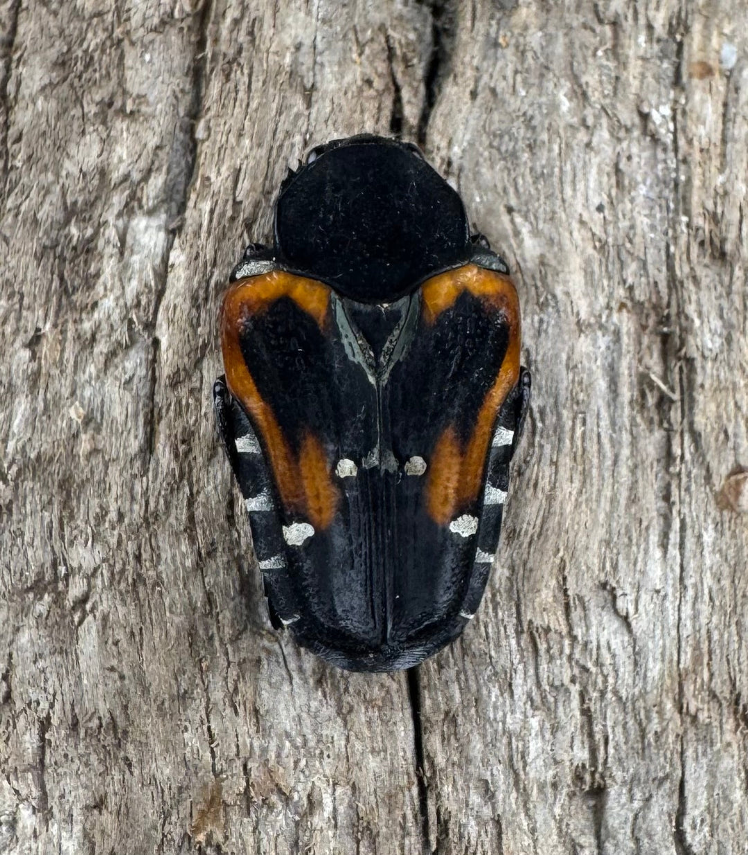 《ミイロエグリハナムグリ Free ペア》