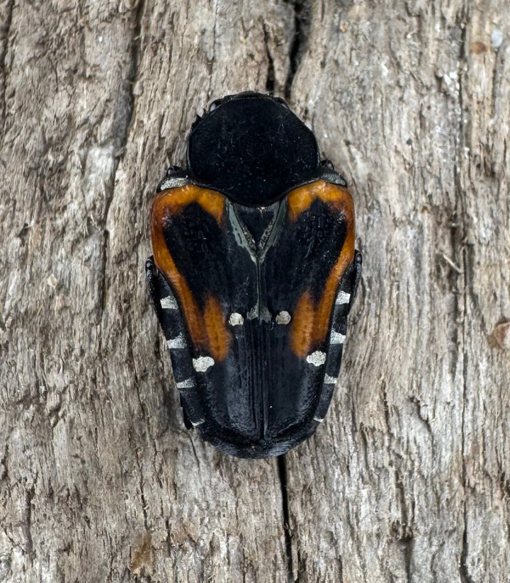 《ミイロエグリハナムグリ Free ペア》