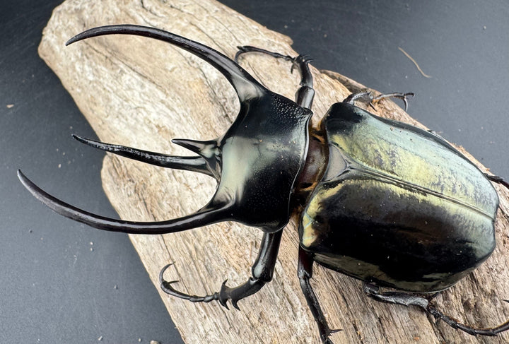 【WD】《ミンダナオアトラスオオカブト マラグサン産 98mm ペア》