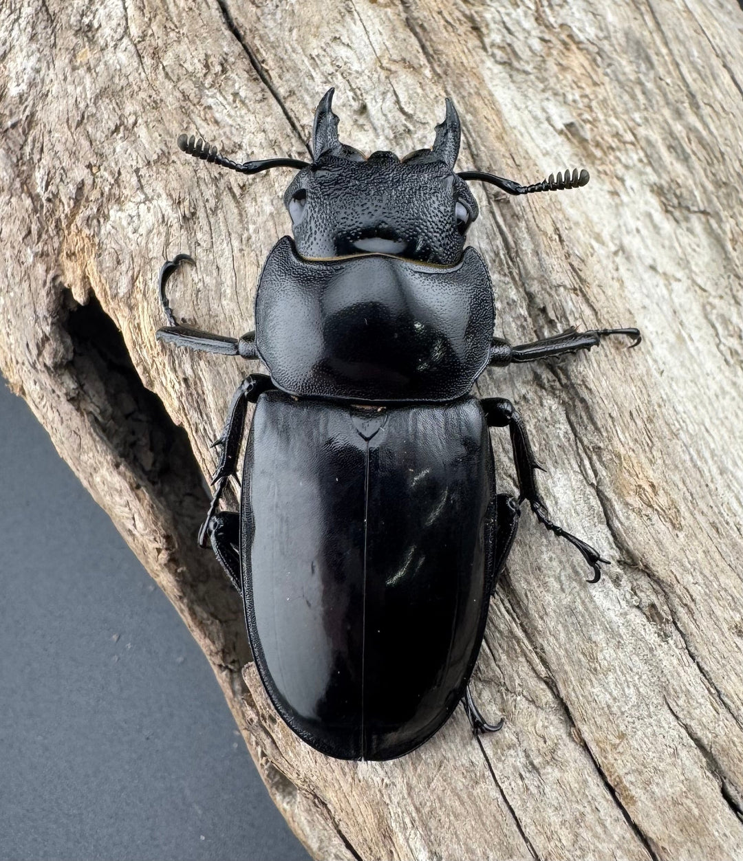 【WD】《マンディブラリスフタマタ 103.5mm ペア》