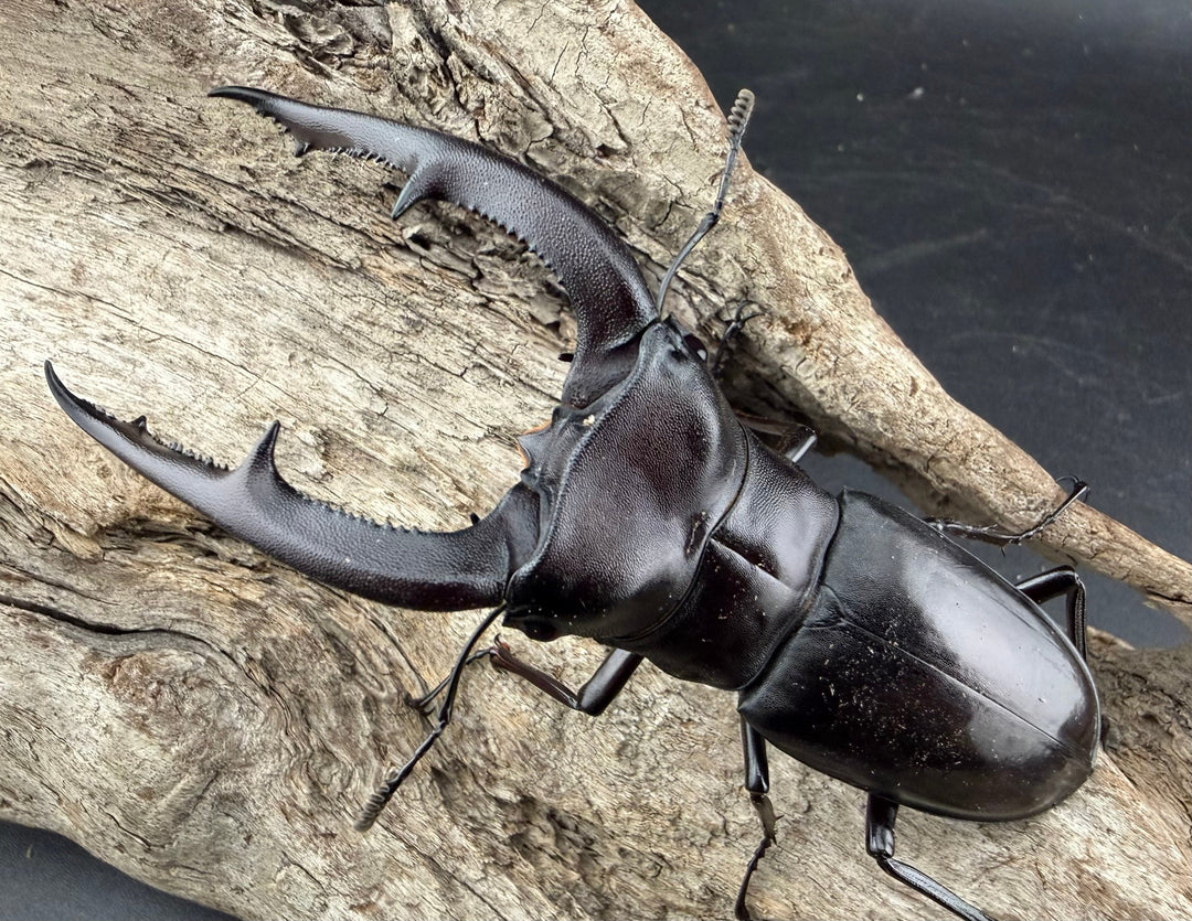 【WD】《マンディブラリスフタマタ 98mm ペア》