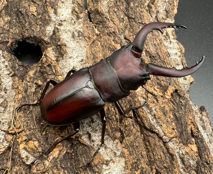 【WF1】《本土ノコギリクワガタ 八王子産 Free ♂単》