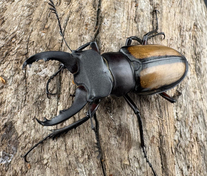 【WD】《パリーミヤマクワガタ 39.5mm ペア》