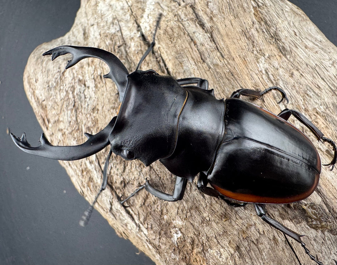 【WD】《クベラツヤクワガタ亜種sinensis 浙江省産 74.5mm ペア》