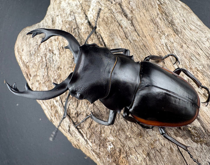 【WD】《クベラツヤクワガタ亜種sinensis 浙江省産 74.5mm ペア》