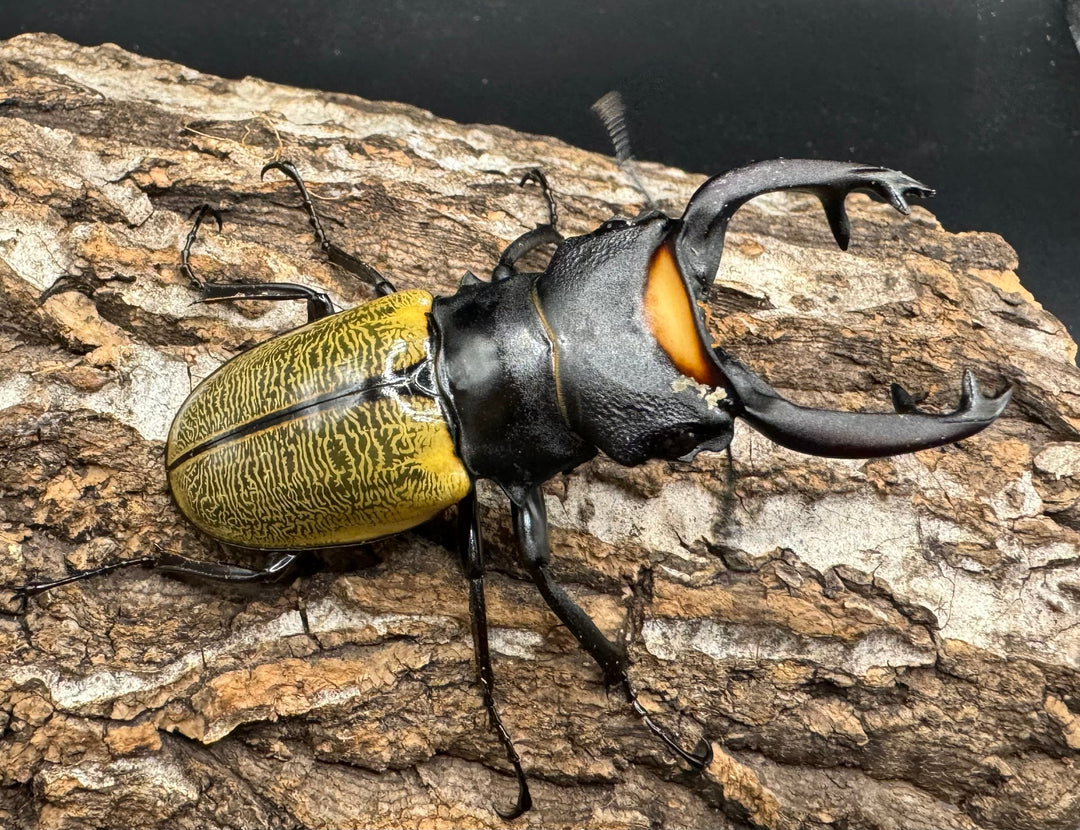 【WD】《スペクタビリスツヤクワガタ 71mm ペア》