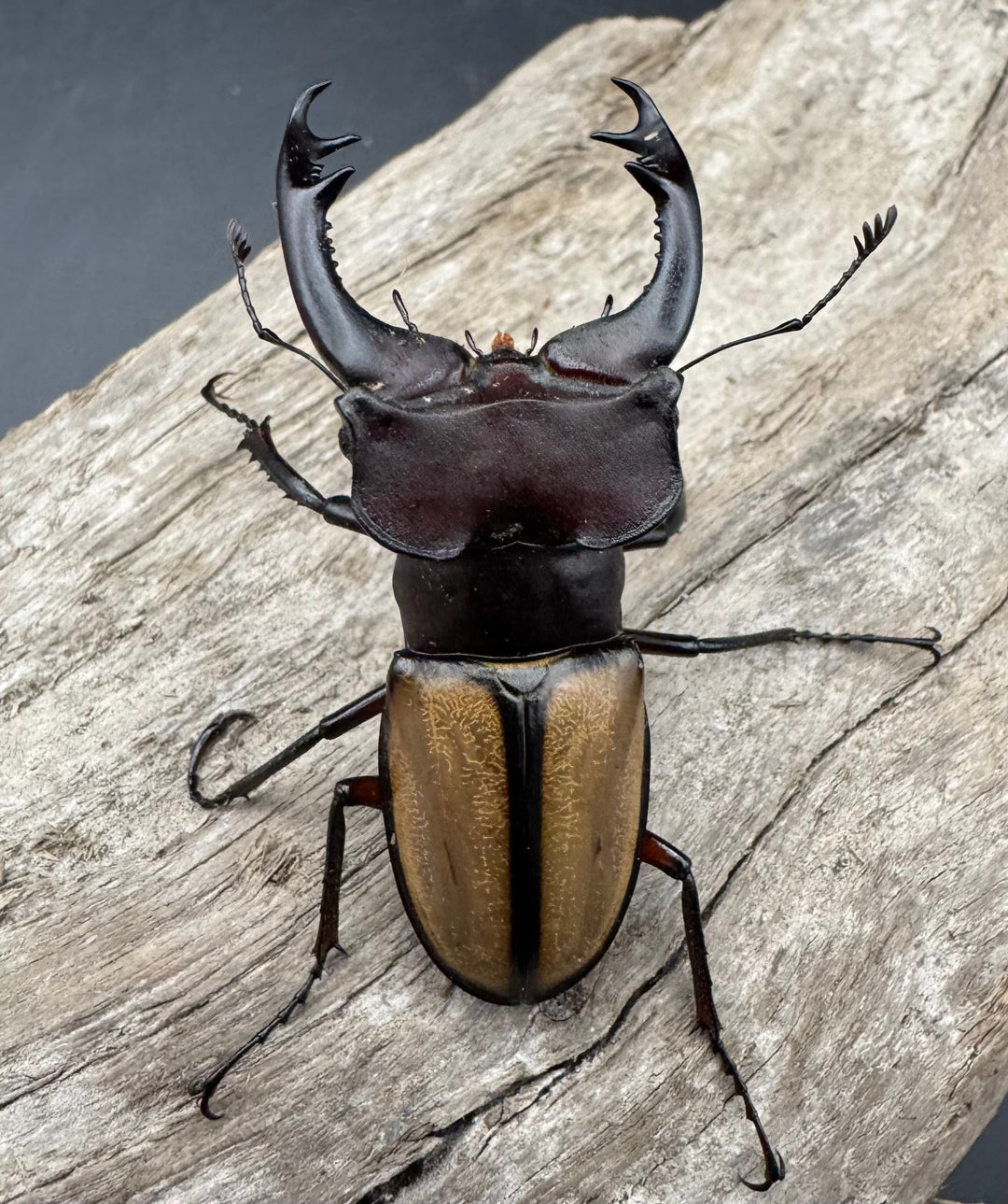 【WF2】《ラエトゥスミヤマクワガタ 53.5mm ペア》