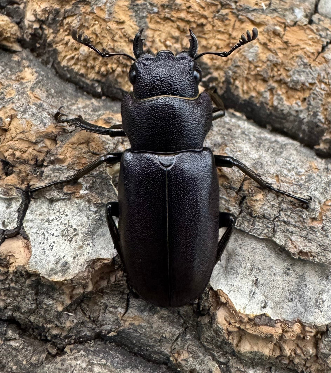 【美麗】《メタリフェルホソアカ 82mm ペア》セルヴォラン氏ブリード個体