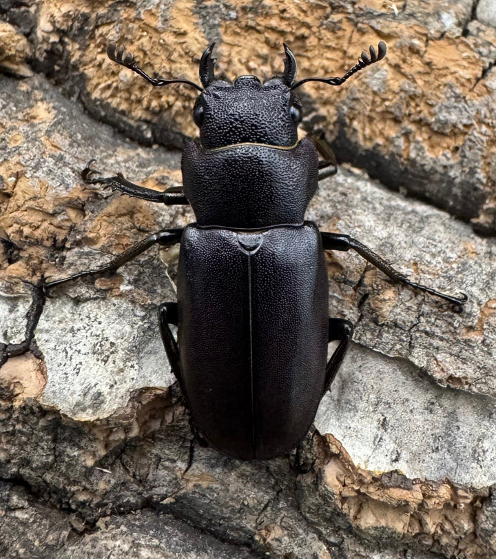 【美麗】《メタリフェルホソアカ 82mm ペア》セルヴォラン氏ブリード個体