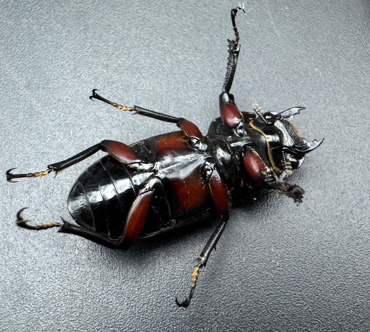 【F0】《アカアシクワガタ亜種miyamai 42mm ペア》