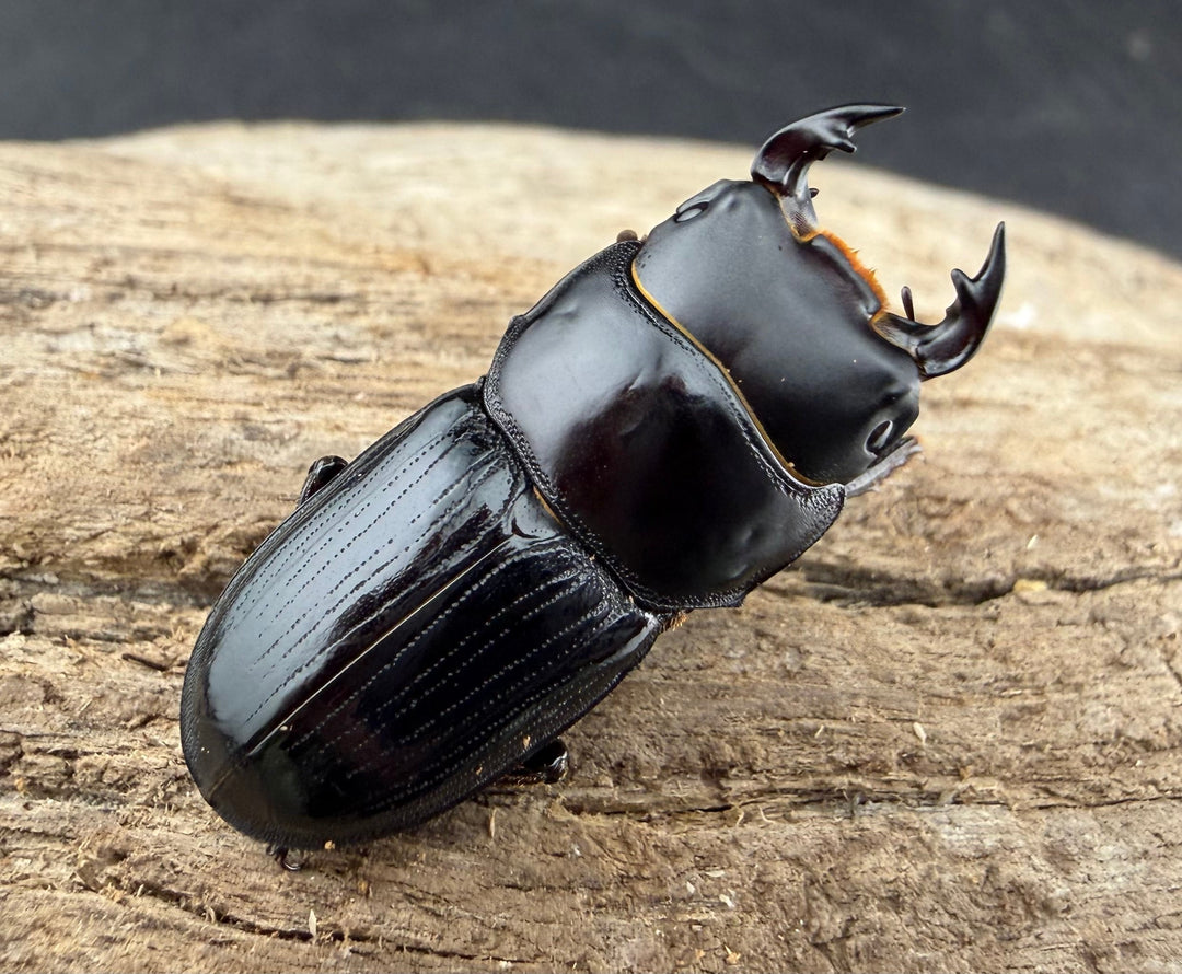 《スキットオオクワガタ 31mm ペア》