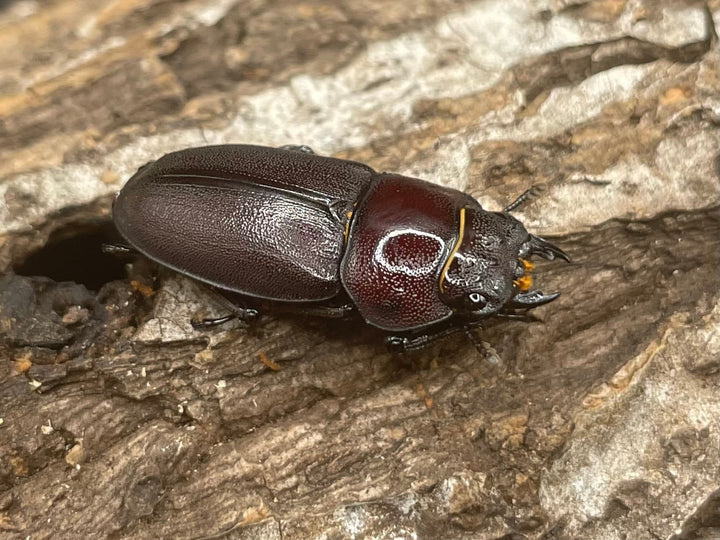 《ハチジョウコクワガタ 40mm ペア》