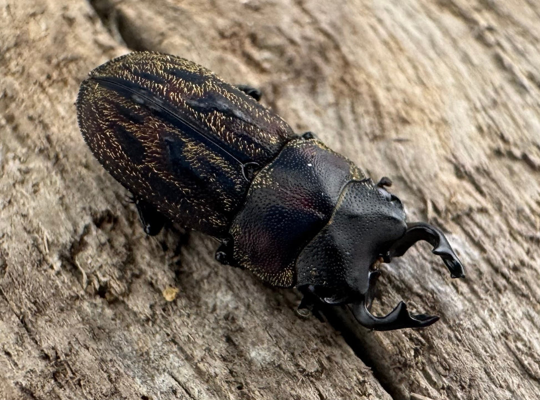 《ペルークワガタ Free ペア》②