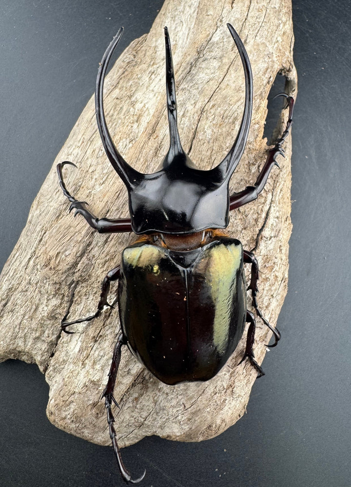 【WD】《ジャワコーカサスオオカブト 104mm ペア》