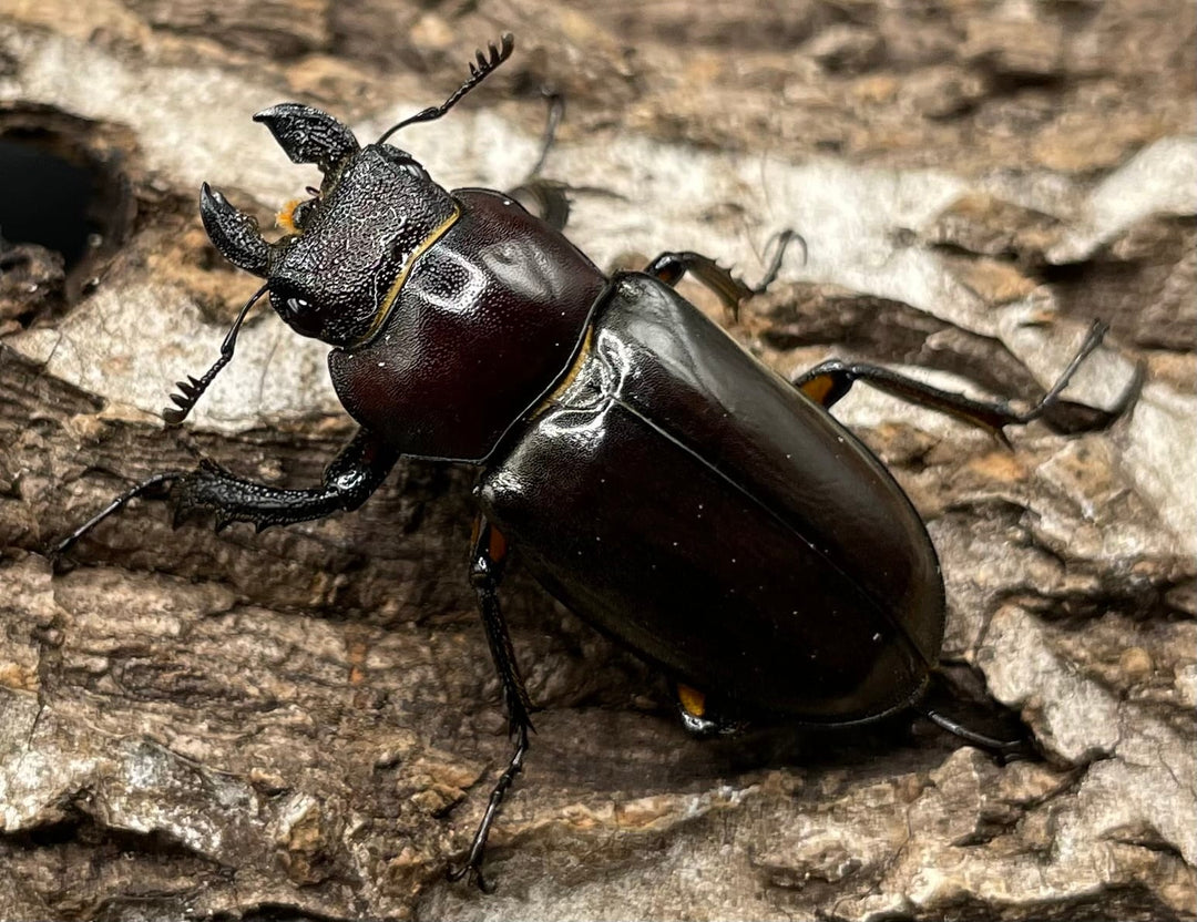 【WD】《ジュシャンミヤマ 41mm ペア》