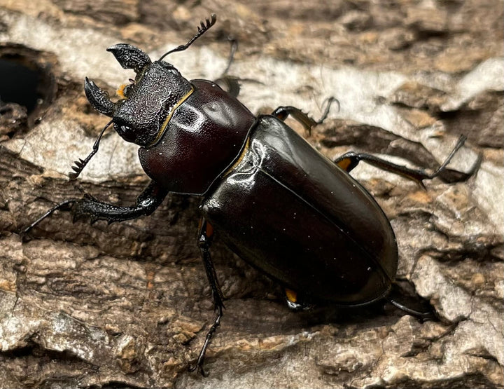 【WD】《ジュシャンミヤマ 41mm ペア》