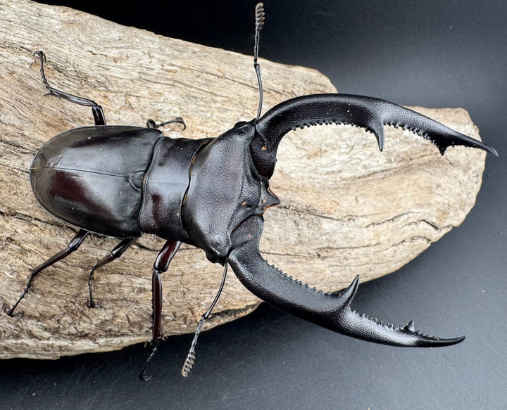 【WD】《マンディブラリスフタマタ 102.5mm A’品ペア》