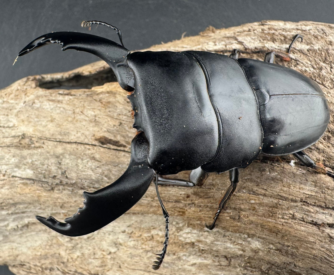 【WD】《スマトラオオヒラタ ベンクール産 84mm ペア》