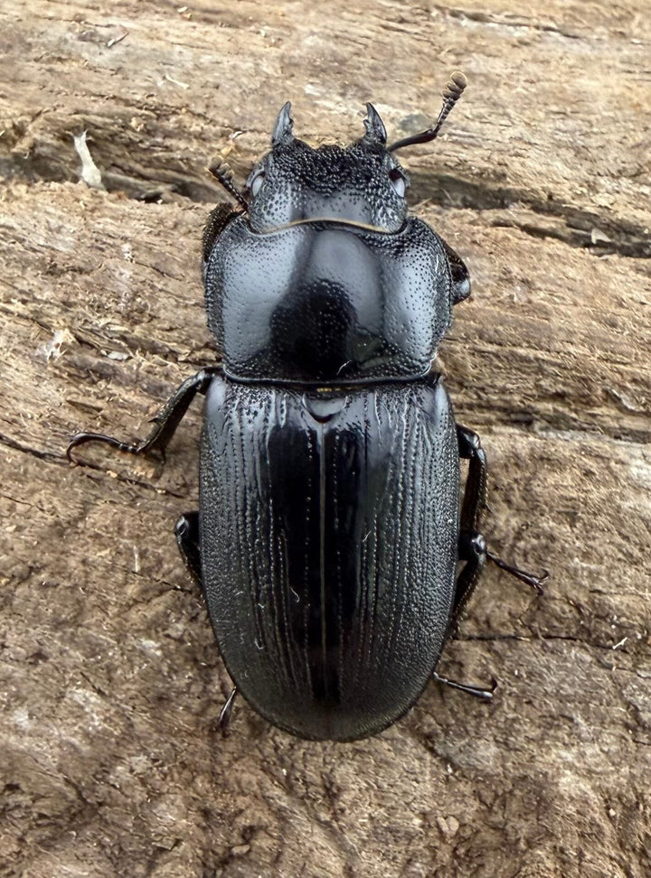 【WD】《ヨンレンセスジ 23.5mm ペア》