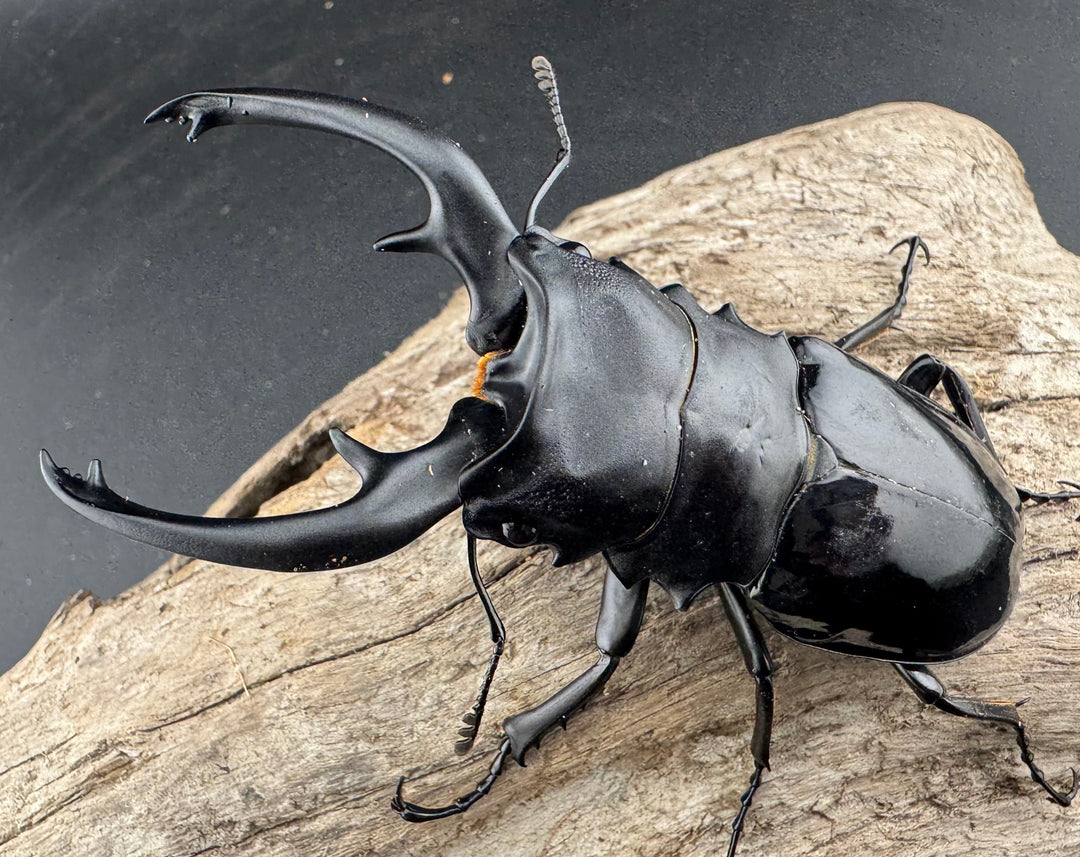 【WD】良型《インターメディアツヤクワガタ バタラザ産 92mm ペア》