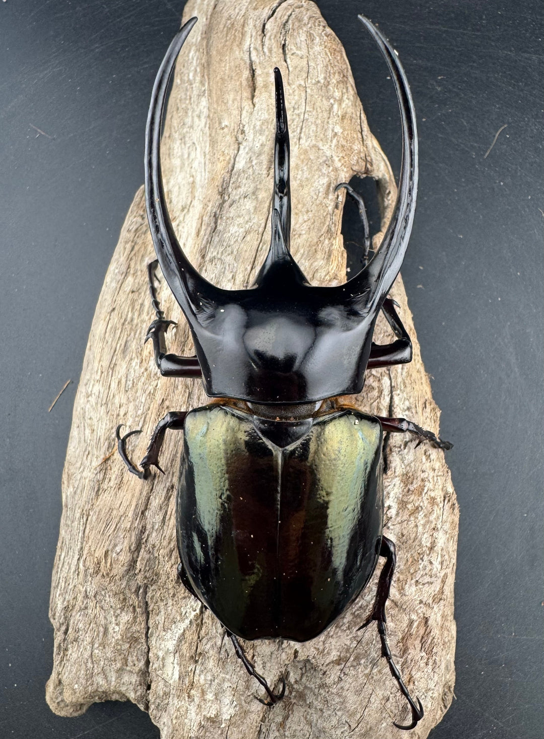 【WD】《ジャワコーカサスオオカブト 112mm ペア》