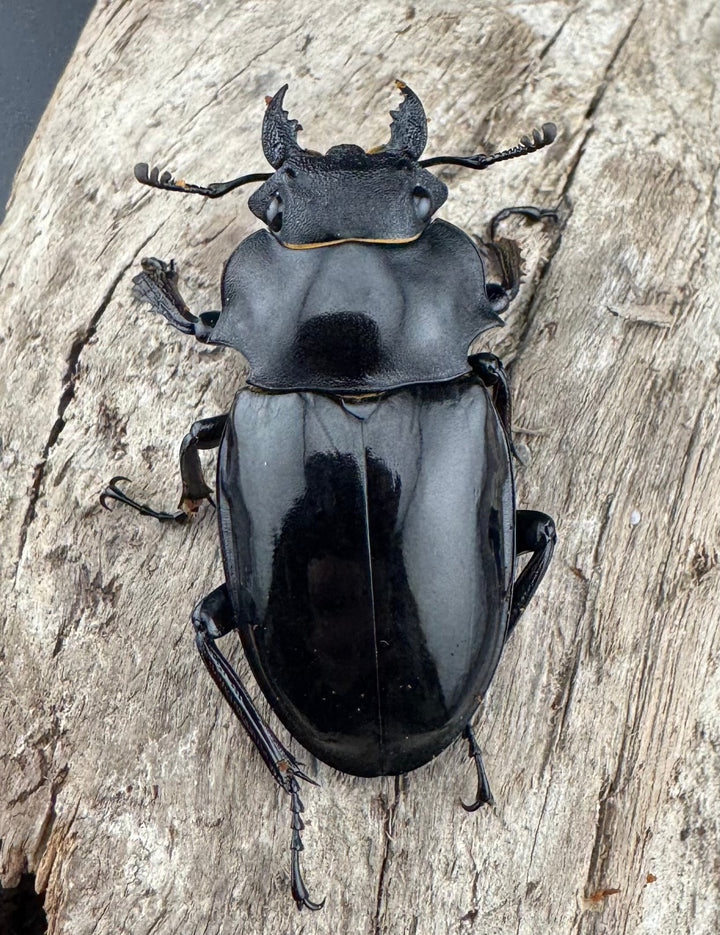 【WD】《インターメディアツヤクワガタ パラワン産 91mm ペア》