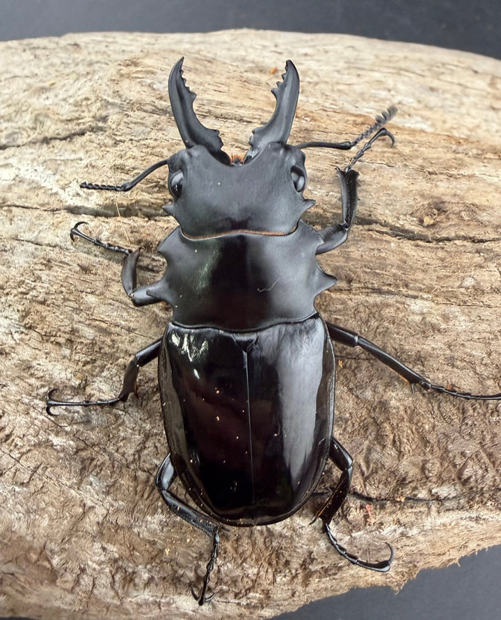 【WD】《ダールマンツヤクワガタ サンギール島産 56mm A’品ペア》