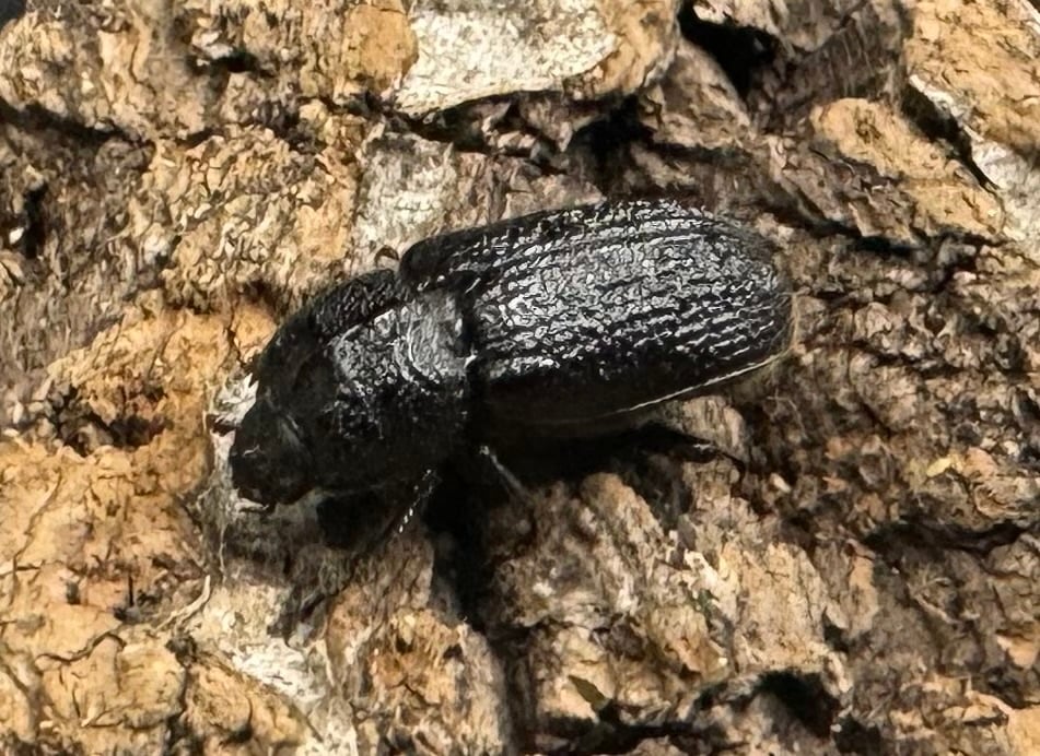 【WD】《ウンナンイッカククワガタ ペア》