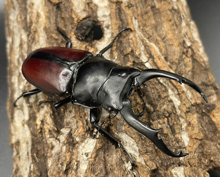 【WD】《雲南産ドンキエルコクワ原名亜種 76mm ♂単》