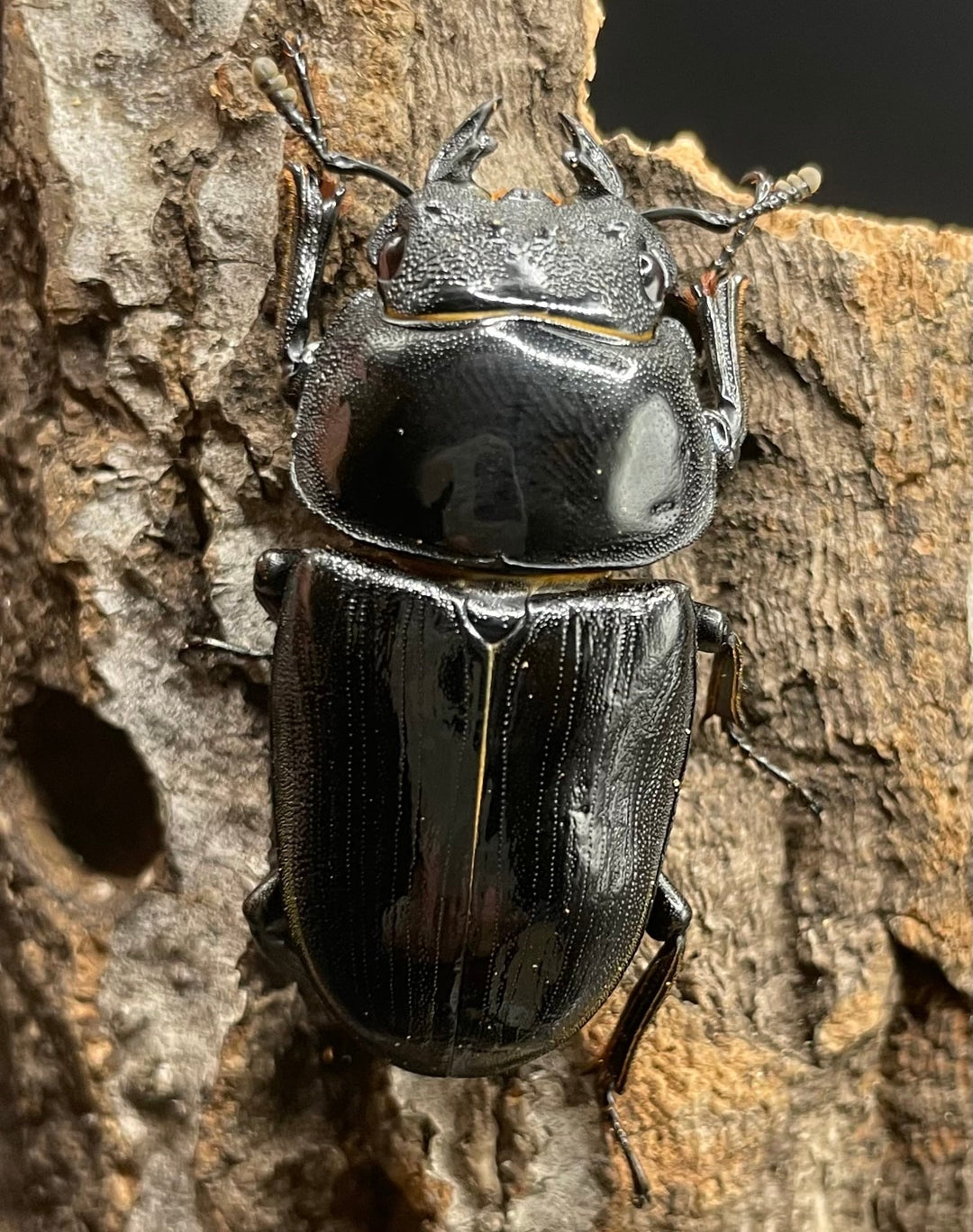 《ホペイオオクワガタ G70血統 76mm ペア》