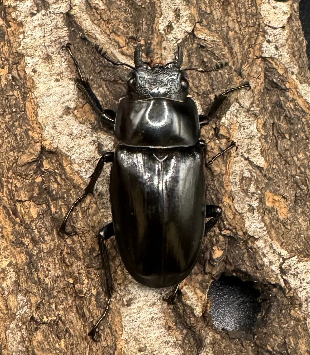 【WD】《ギラファノコギリ亜種ニシヤマイ 94.5mm ペア》