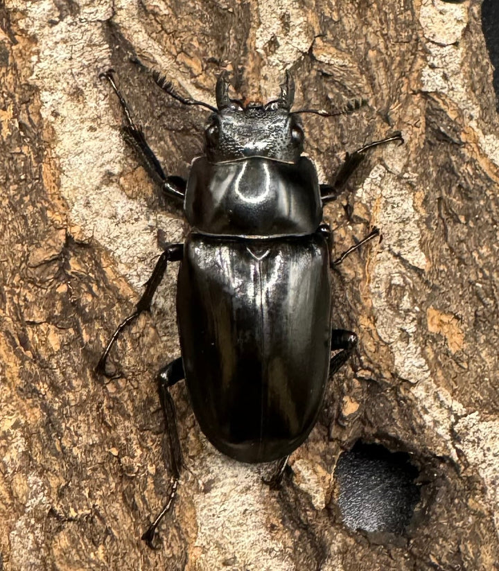 【WD】《ギラファノコギリ亜種ニシヤマイ 94.5mm ペア》